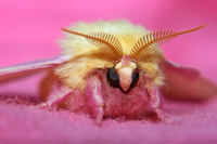 actualmoth