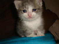 Sadkitten