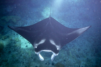 MantaRai