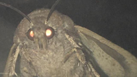 Dubadubdub