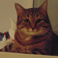 catcatdogdog