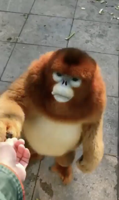 FogDude