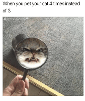 fatuglyasscat101