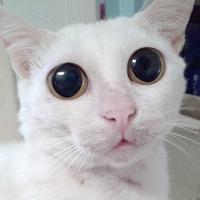 Buncy Buncy